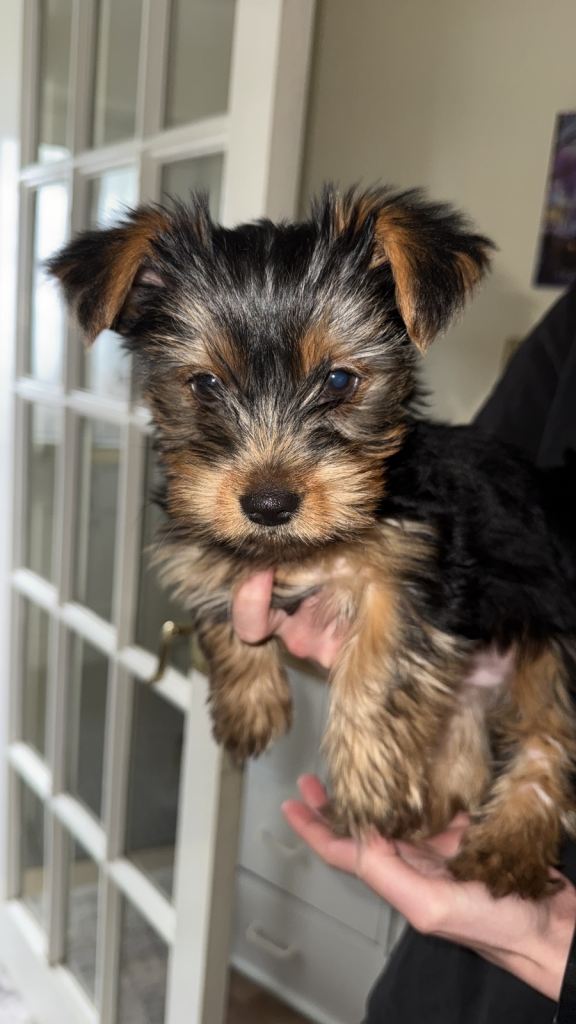 10 Week Old Puppy - Yorkshire Terrier 