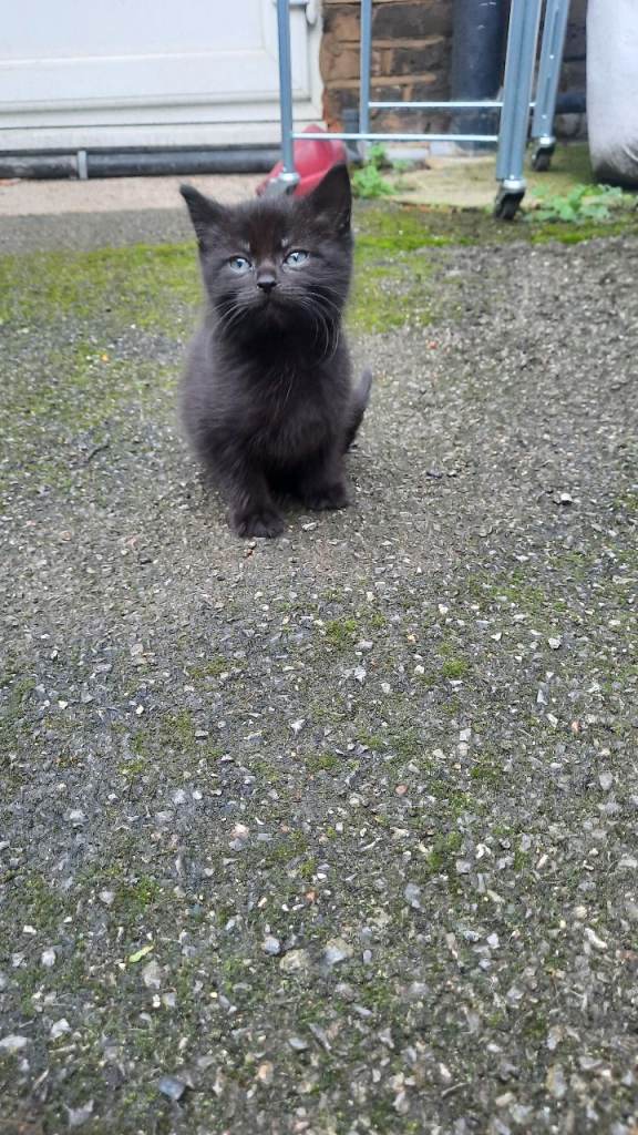 Very beautiful cat and so kind.