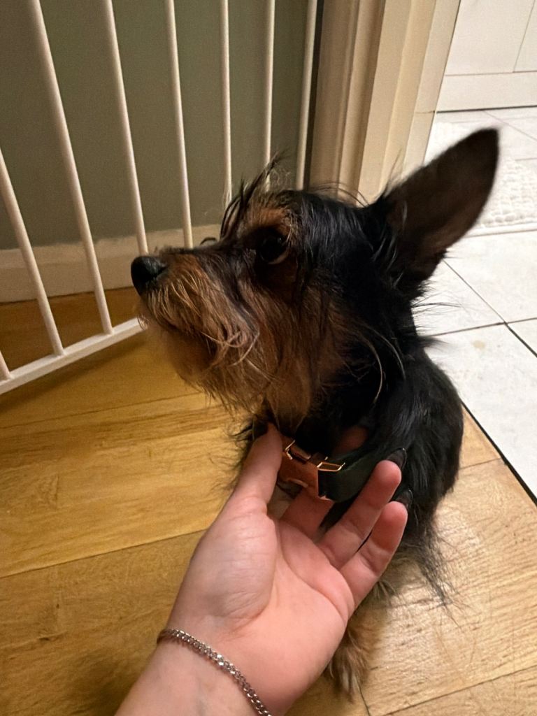 Yorkie dog