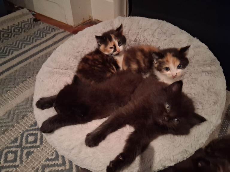 Kittens - 2 Black and 2 Tortoishell Kittens - Available 19 June
