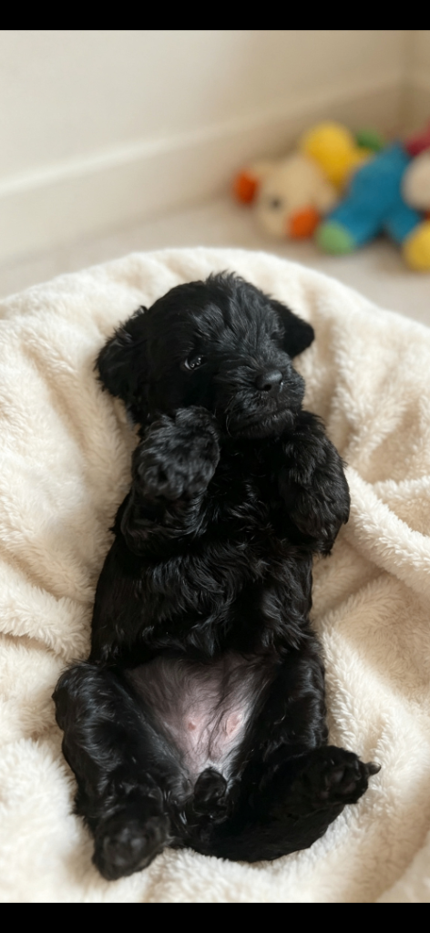 Cavapoo puppies 