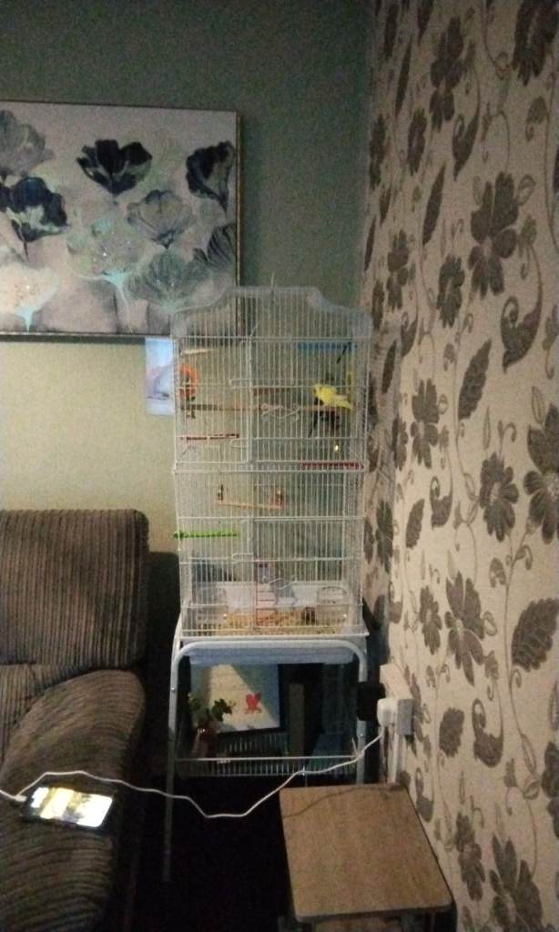 Budgies