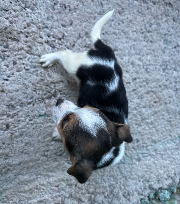 Jack Russell For Sale 