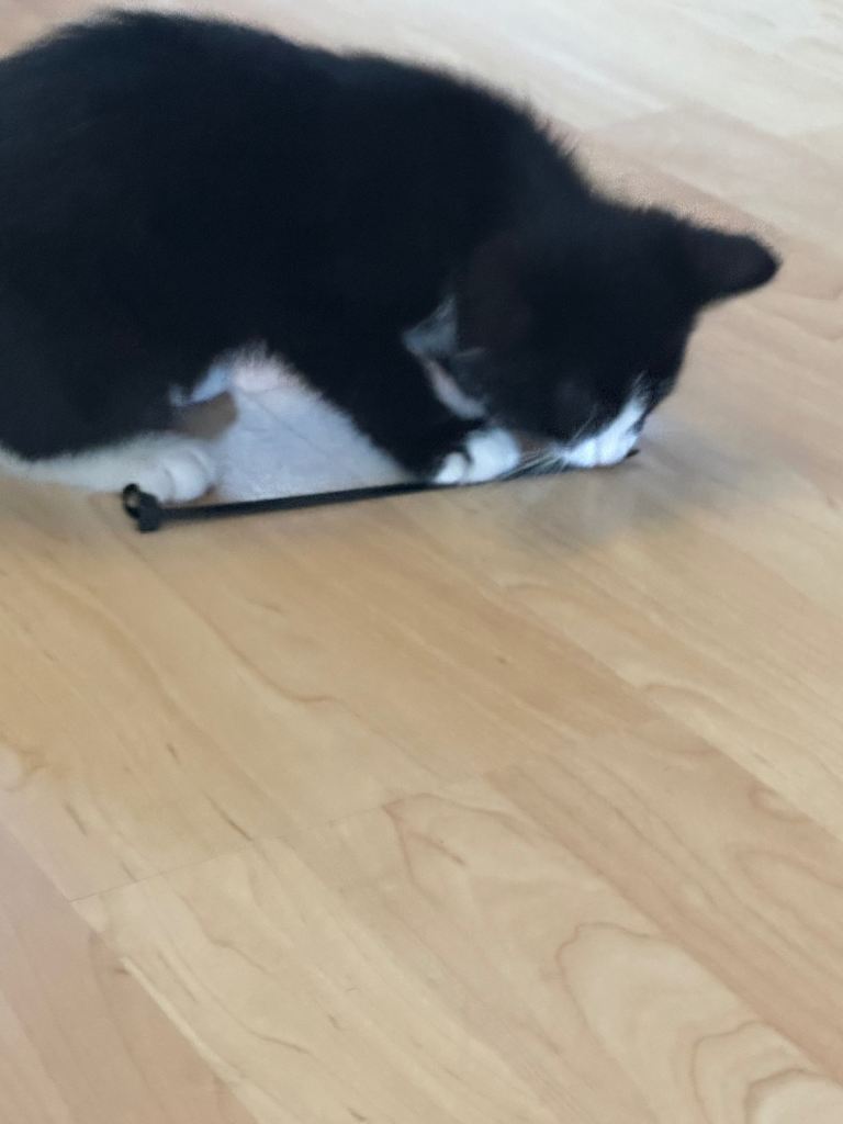 Cat for sale 