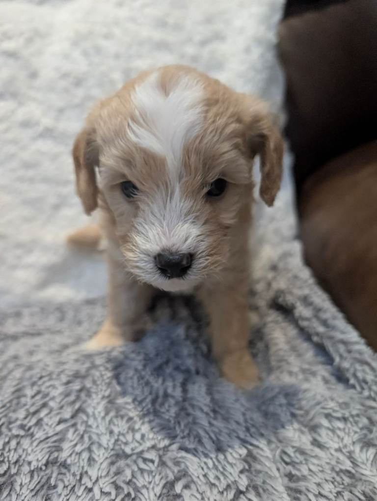 Adorable Cavapoochon Puppies – 2 Boys & 2 Girls – Ready 3rd April – NW London