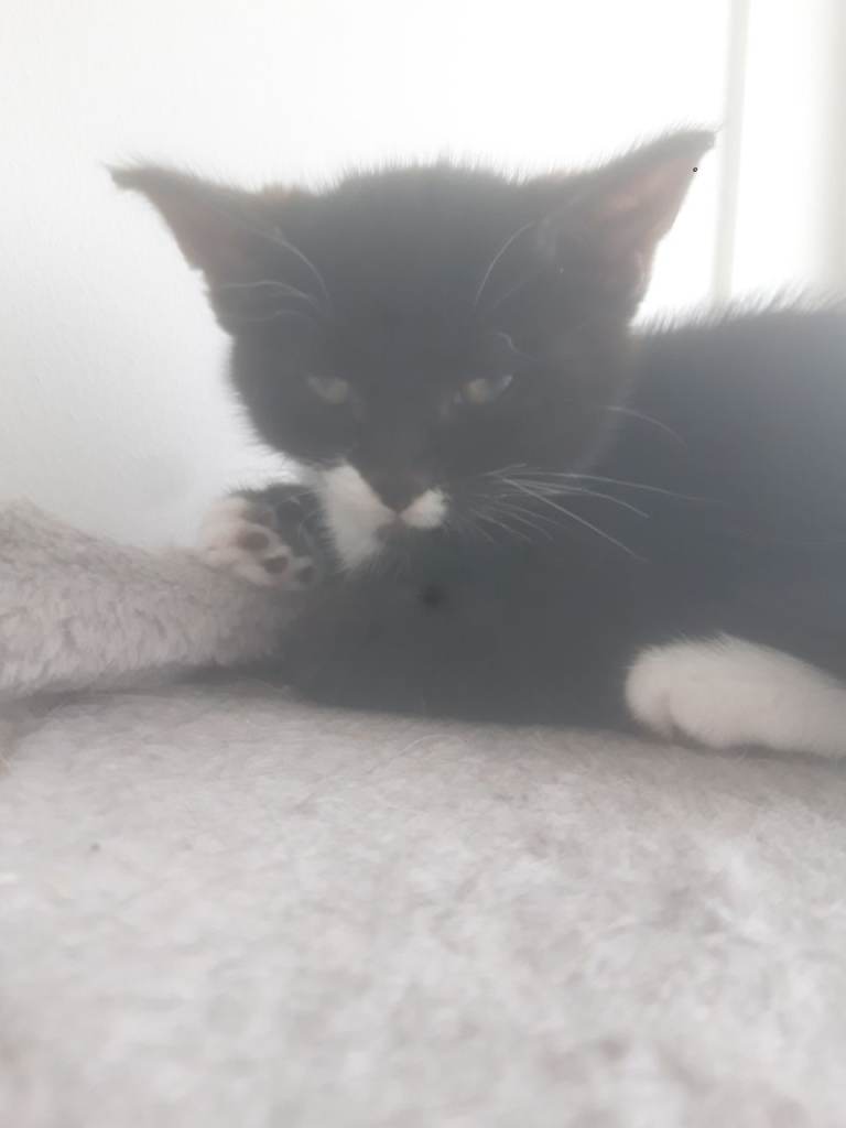 11 week old male kitten