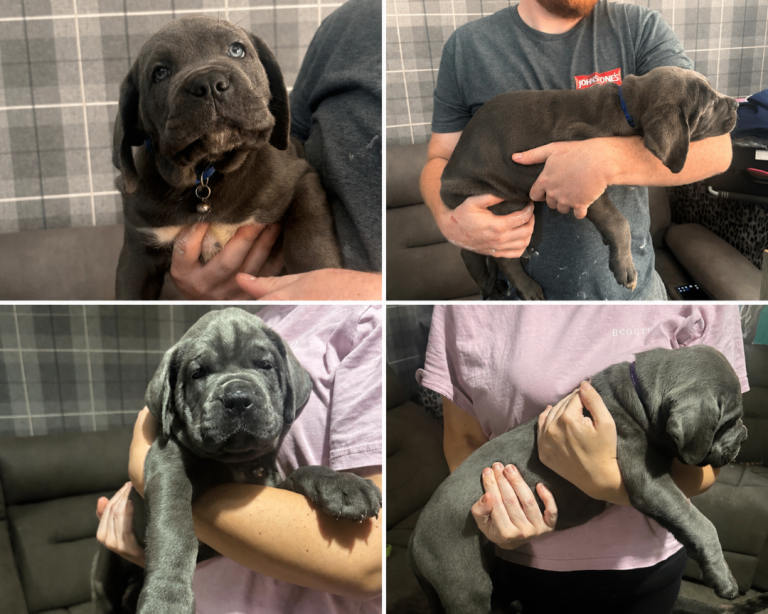 Cane corso all reserved 