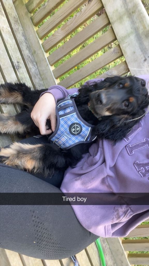cocker spaniel 