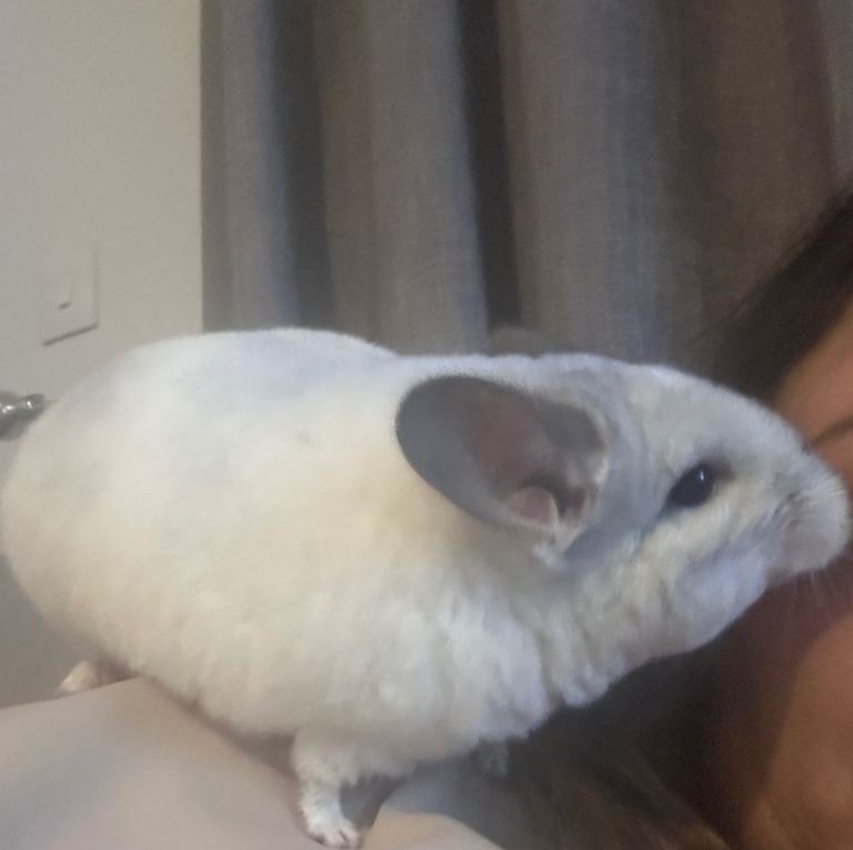 Chinchilla 