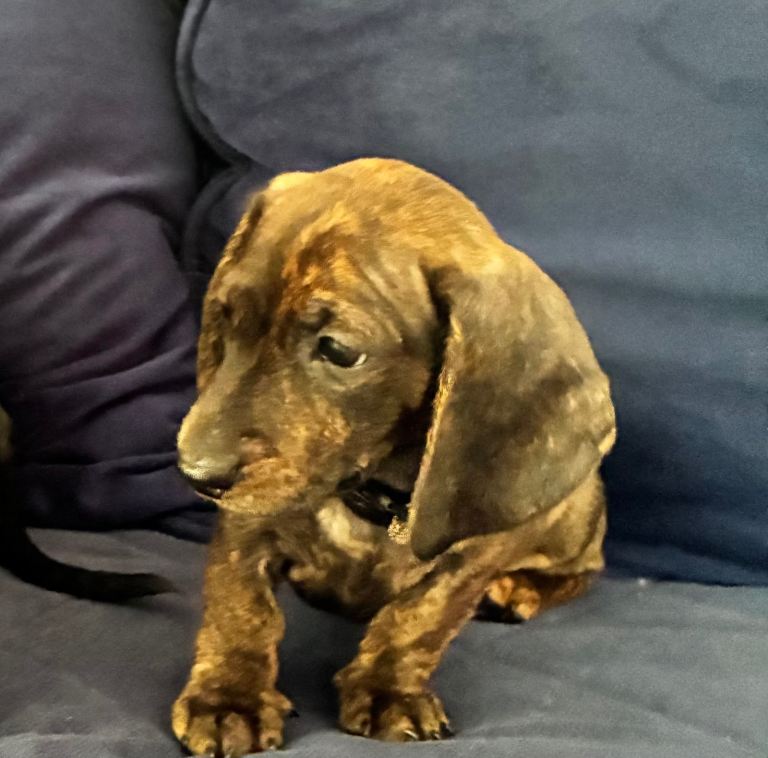 Mini dachshund miniature 