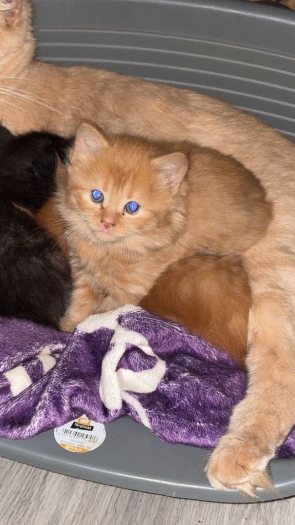 half maincoon kittens 