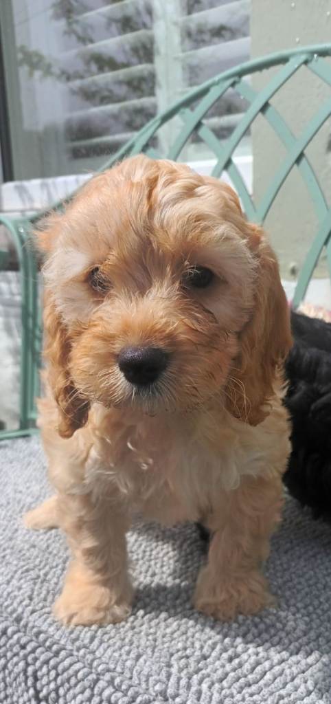 F1 cockapoo puppies for sale 