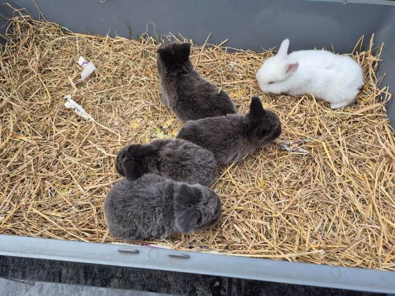  5 babies mini lop ear bunnies