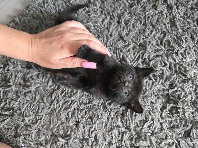 3 kittens for sale