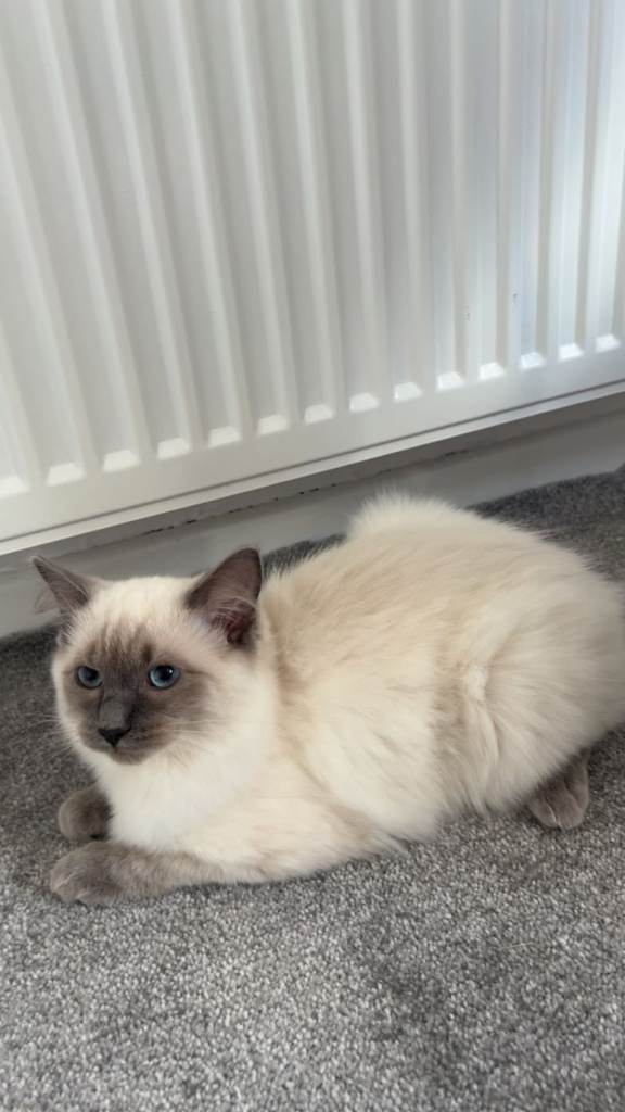 Ragdoll Kitten