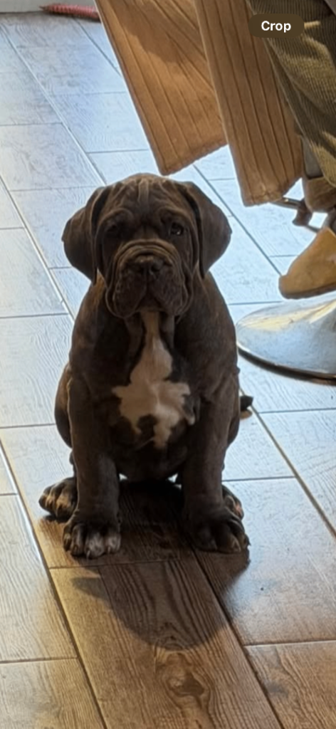 Neapolitan x cane corso pups