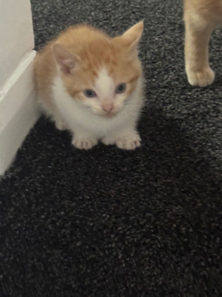 6 Beautiful Kittens for sale 