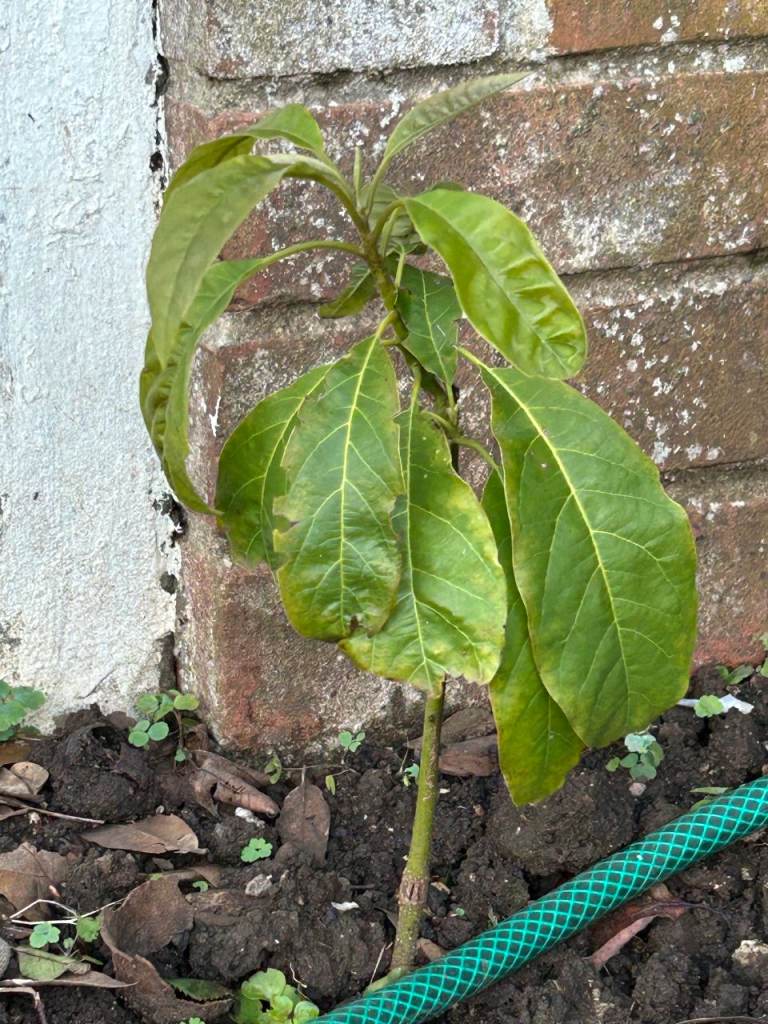 evergreen 3 Avocado Trees 20-35 Cm 4-5Y grow outside Adopted To the UK Weather