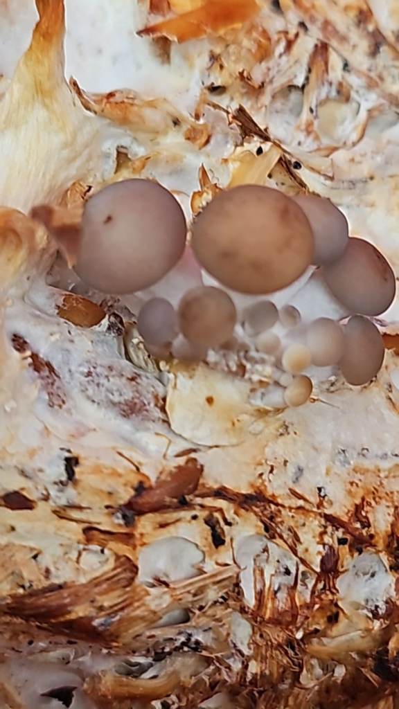 Mushroom growing equipment inc pressure cooker 