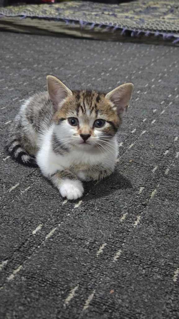 Kittens for sale