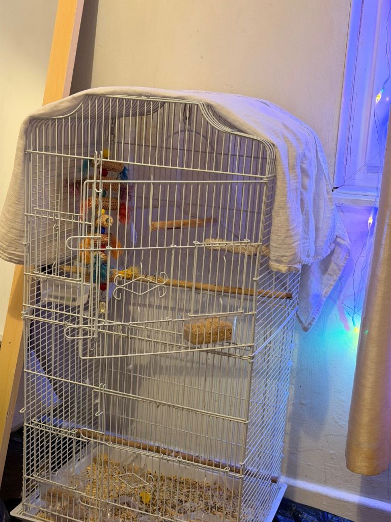 White and light blue Budgie with cage