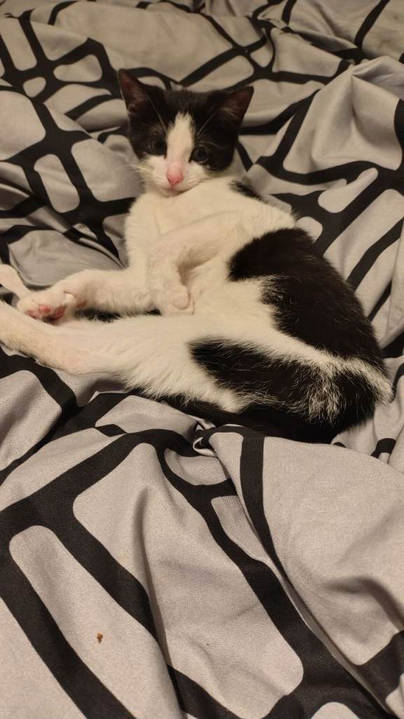 Kitten for sale female 