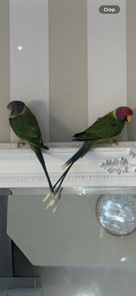 Male and female plumhead parakeets