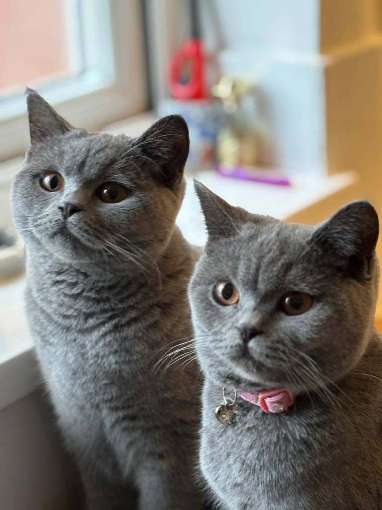 2 female British Blue Sisters, 1 year old
