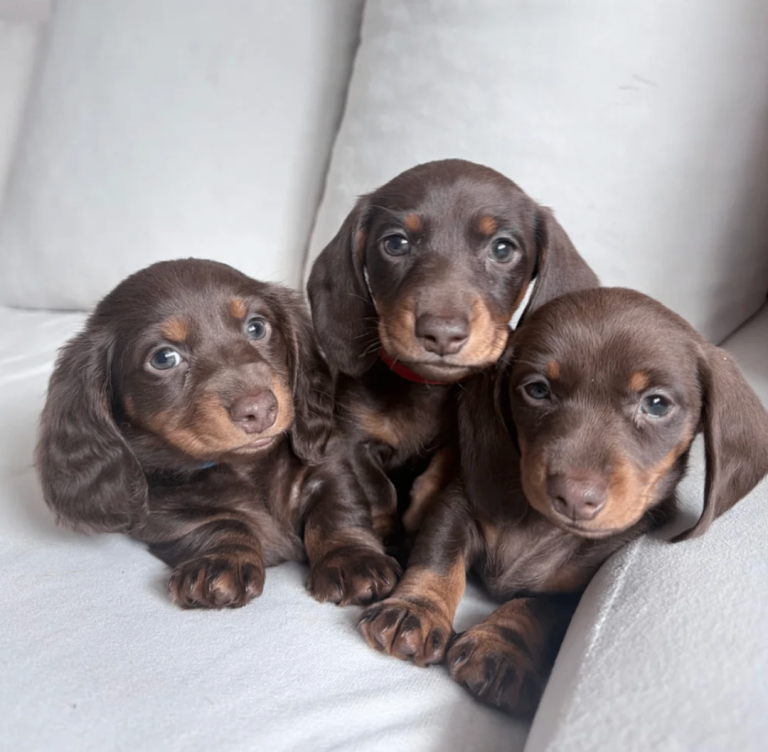 2 female dachshund puppies for sale 🤎