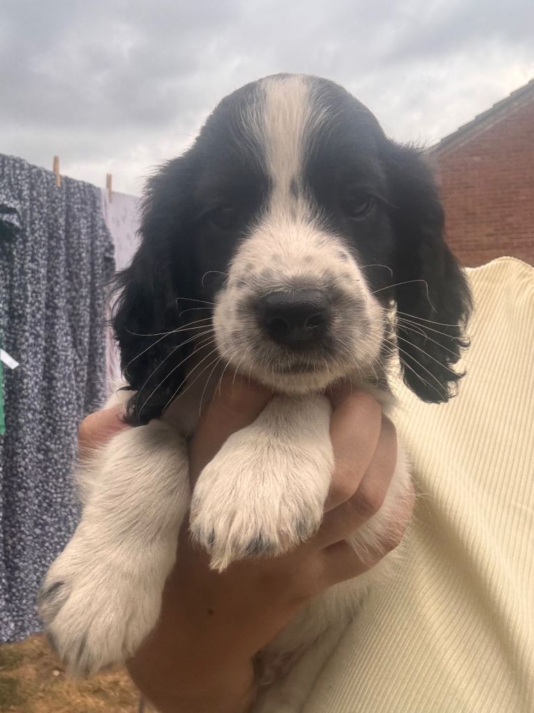 Spaniel puppies 