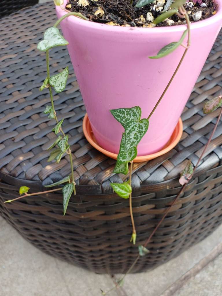 Rare Strings  of  spades.indoor plant 