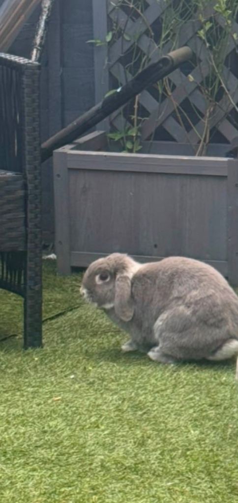 Mini lop girl for sale