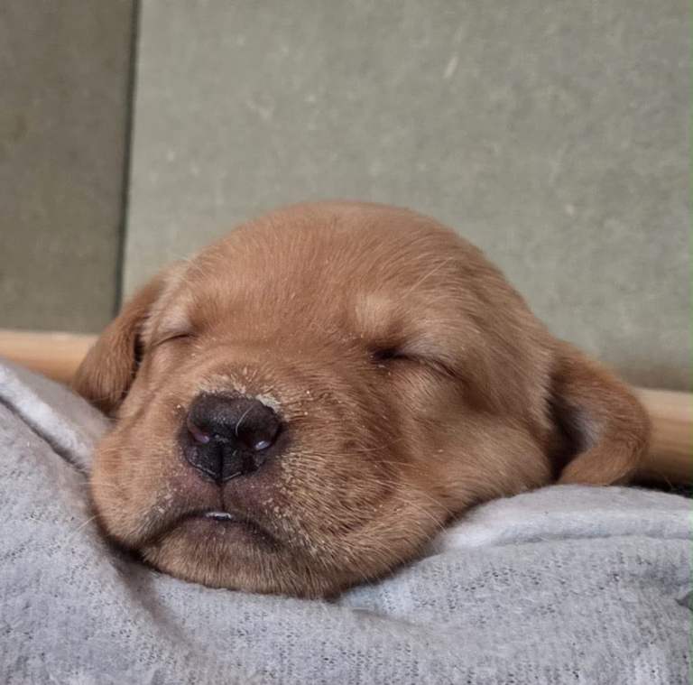 KC Registered Labrador Puppies All Fox Red 