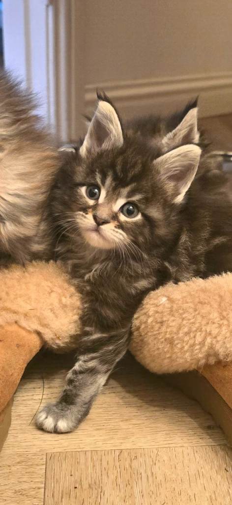 Maine Coon Kitten - Silver tabby male