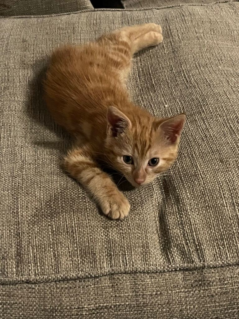 Male Ginger Kitten