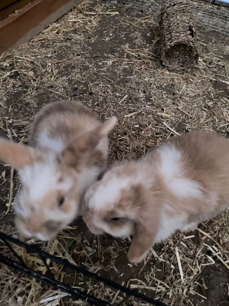 Mini lop chocolate harlequin rabbits 
