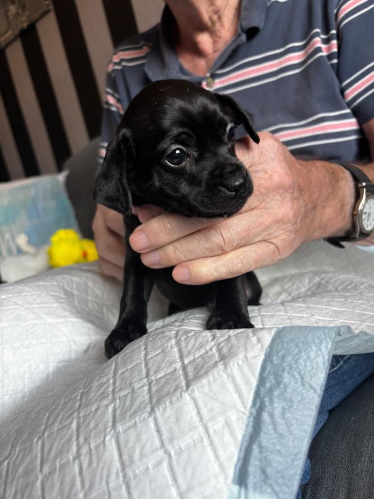 Beautiful pups for sale 