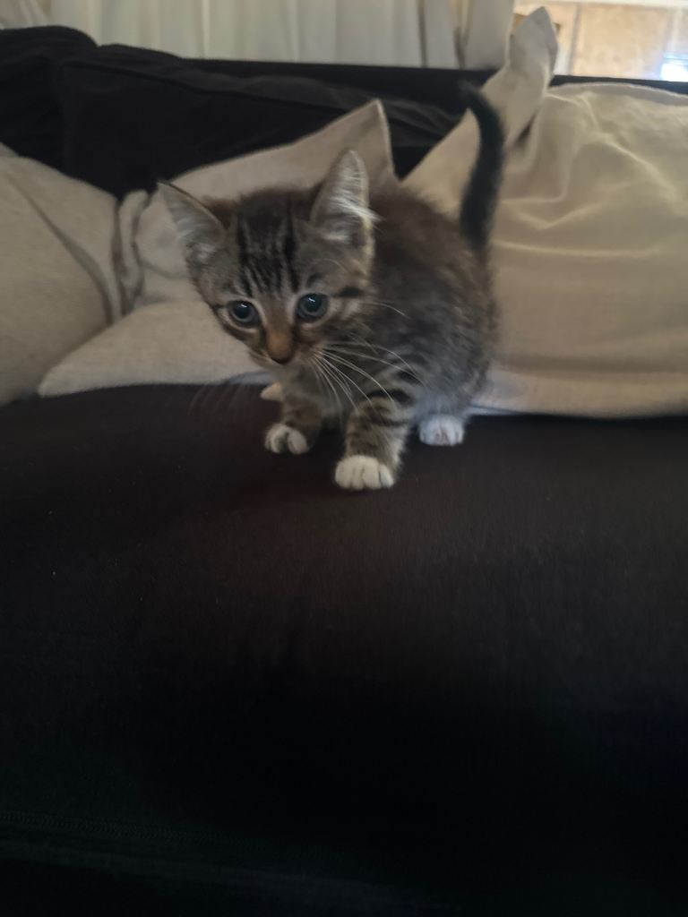 3 adorable kittens 