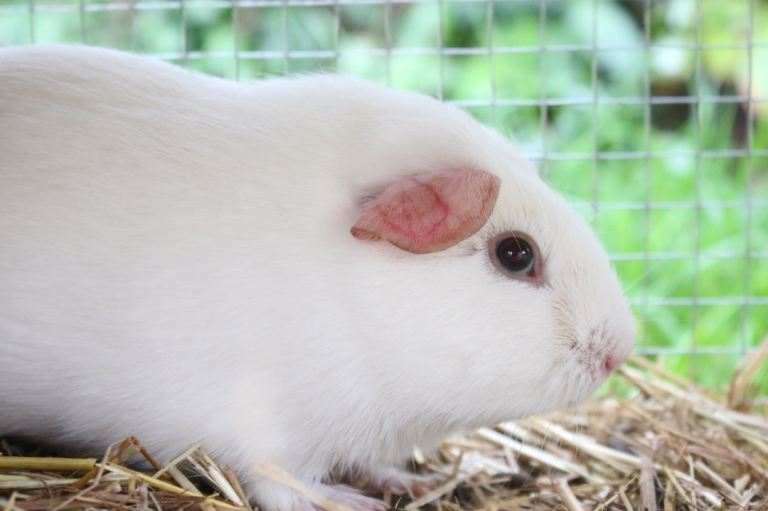 Female guinea pig