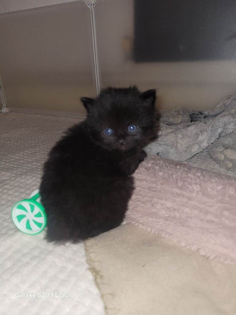 7 British Blue kittens 