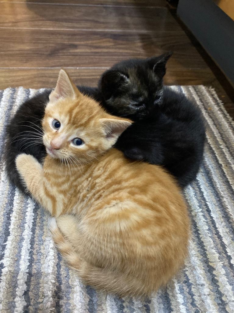 Kittens