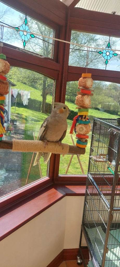 Grey dna female cockatiel 