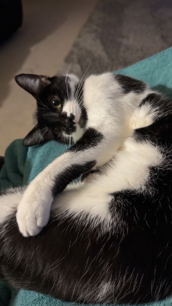 🐾 Looking for a loving new home for my cat 🐾