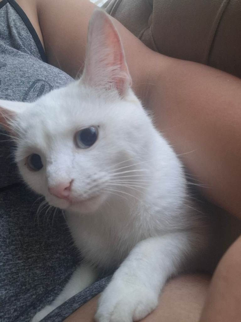 Kittens 😸  