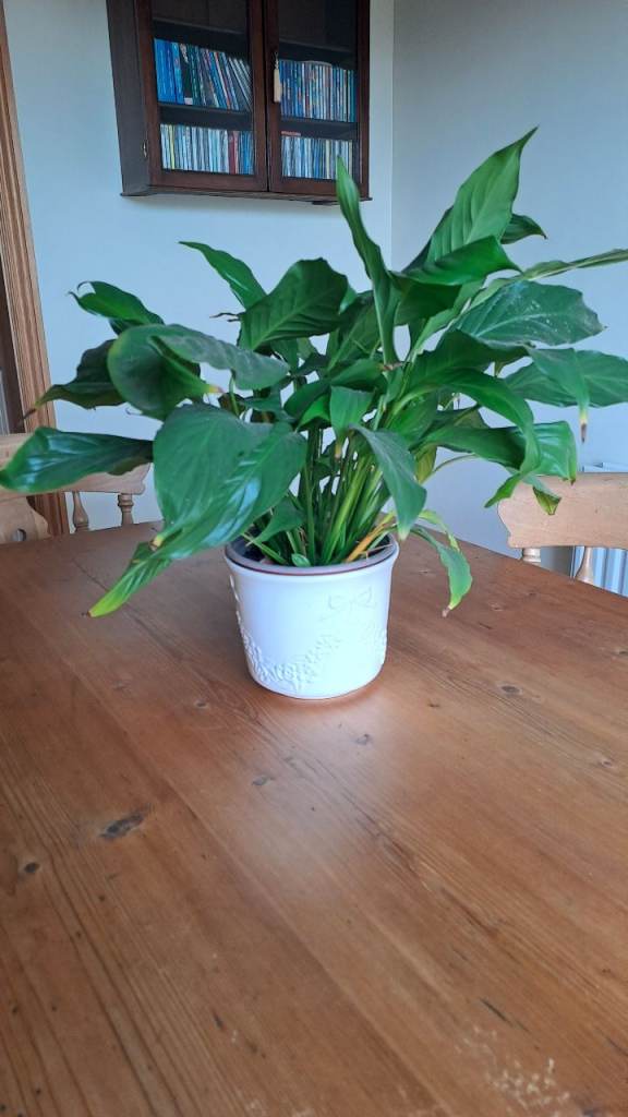 Peace Lily 