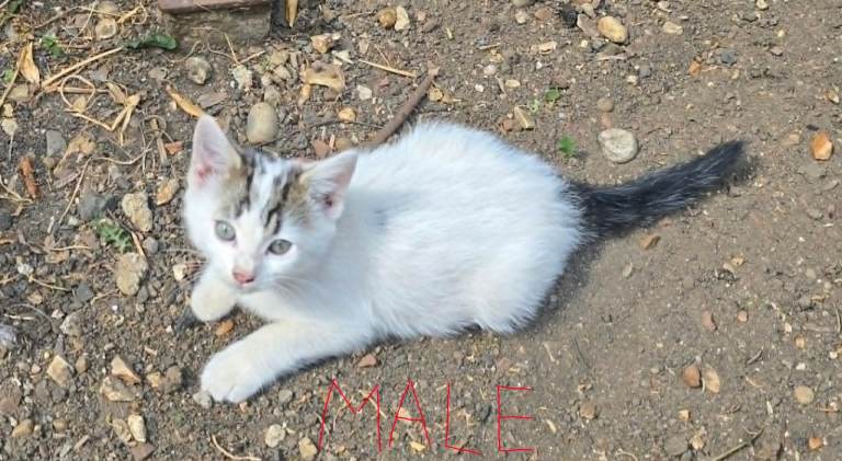 Adorable kittens