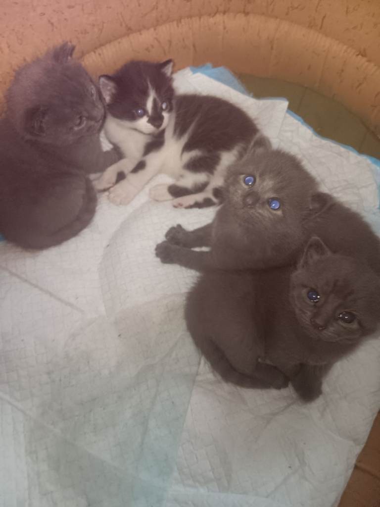3 boy 1 girl 