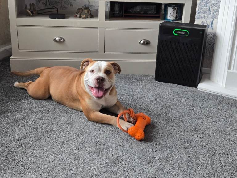 Bulldog 