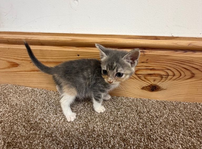 Kittens ready to go now girls and boys available 