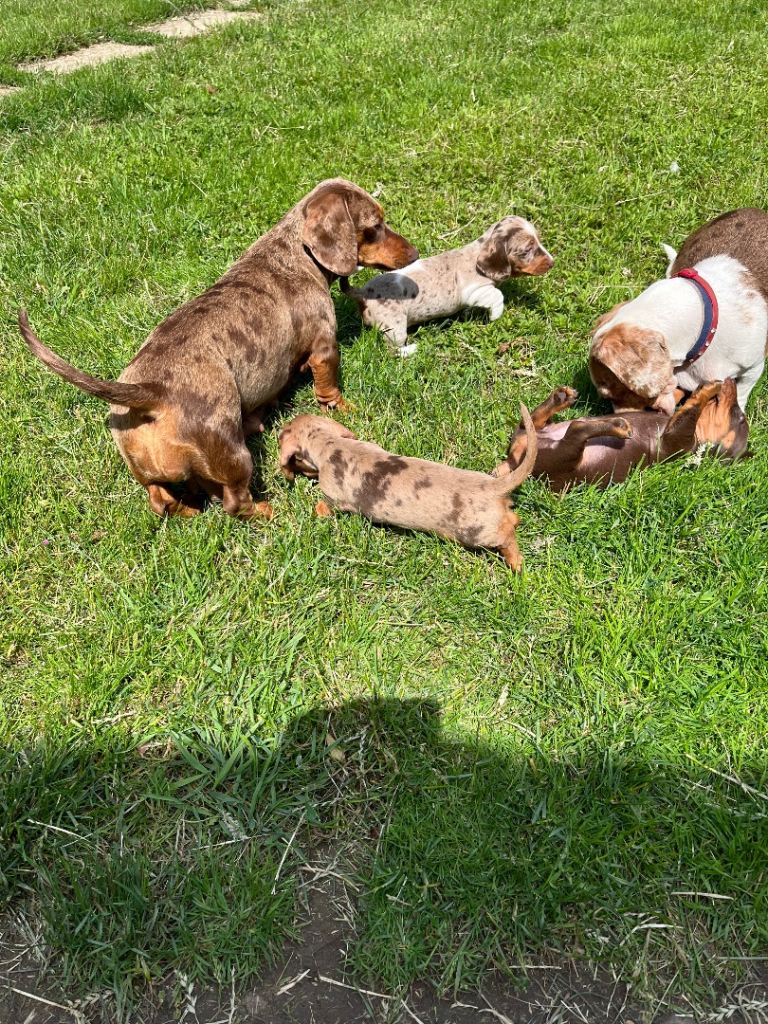 Miniature dachshund puppies